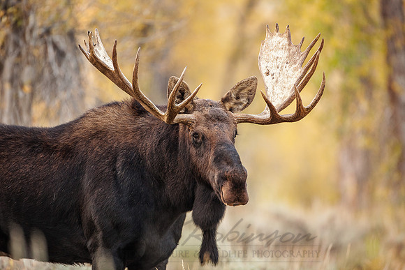 Moose 090925-6880