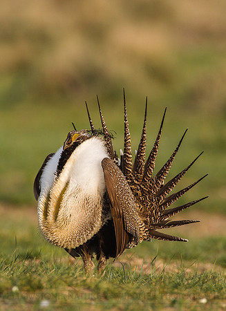 Greater Sage-Grouse 0705029175