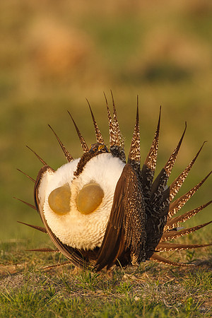 Greater Sage-Grouse 0705029082