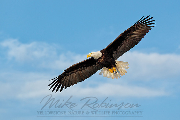 Bald Eagle 110314-5329