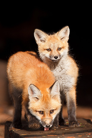Red Fox Pups 1