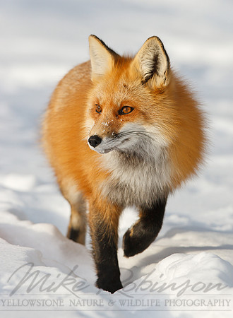 Red Fox 3717