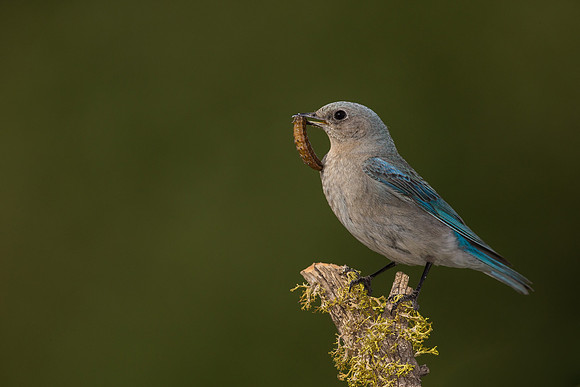 Bluebird 5825