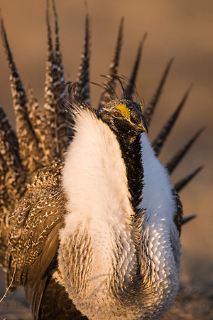 Greater Sage Grouse 7574
