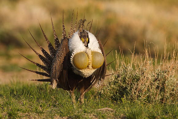 Greater Sage-Grouse 0705029206