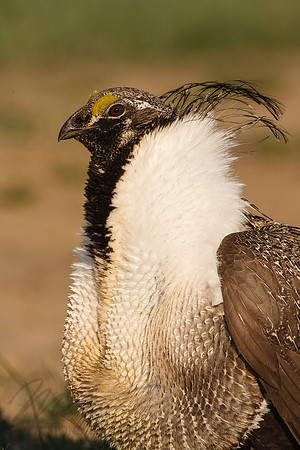 Greater Sage-Grouse 0705029271