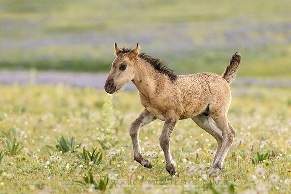 Wild Horse 100718-9002