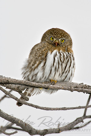 Northern Pygmy-Owl 8242
