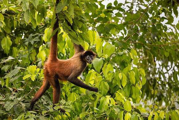 Spider Monkey