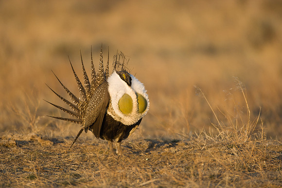 Greater Sage Grouse 7616