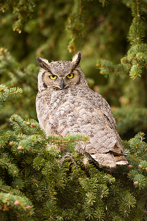 Great Horned Owl 9149