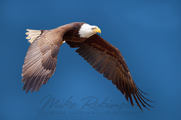 Bald Eagle 9202
