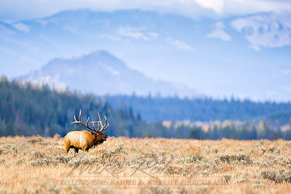 Elk 0943