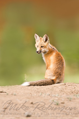 Fox Pup 8