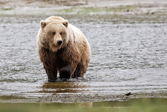 Brown Bear 090617-8645