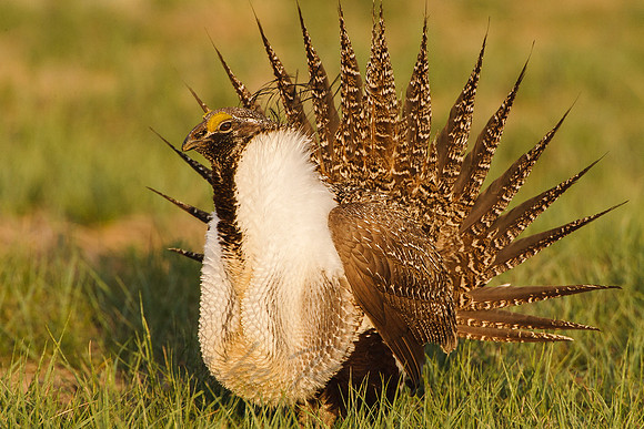Greater Sage-Grouse 0705029129