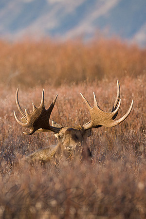 Moose 4290