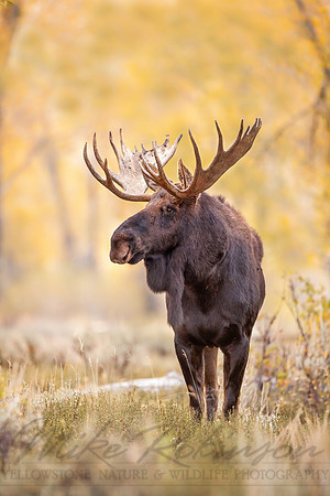 Moose 090925-6912