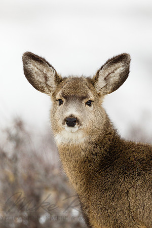 Mule Deer 111202-9733