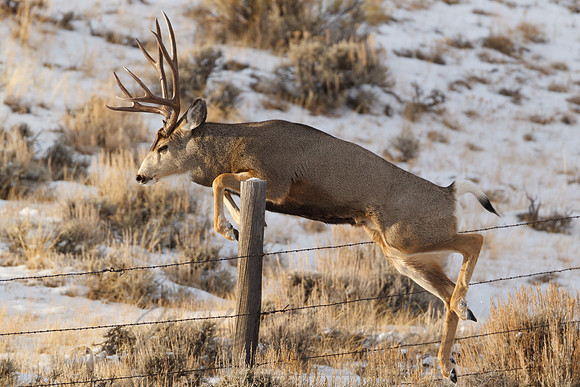 Mule Deer 111203-0302