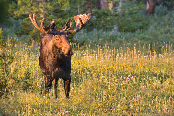 Moose 2994