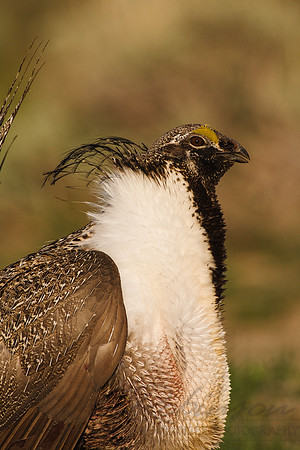 Greater Sage-Grouse 0705029234