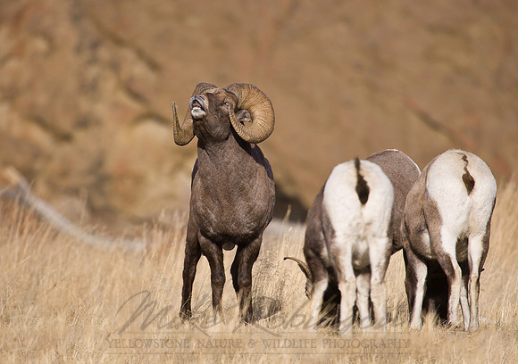Bighorn Sheep 3335