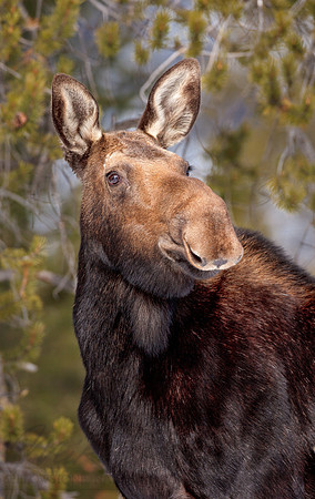 Moose 090412-1362