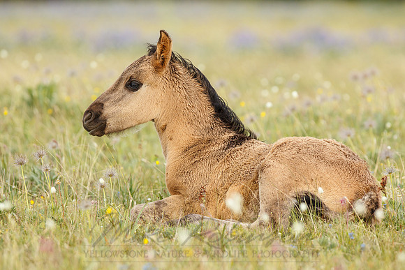 Wild Horse 100718-9105