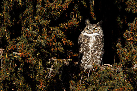 Great Horned Owl 111222-8198