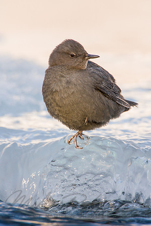 American Dipper 4564