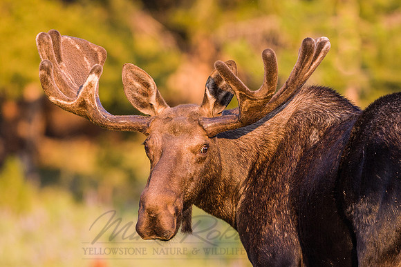 Moose 3029