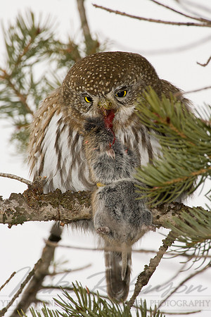 Northern Pygmy-Owl 8161