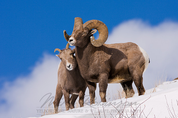 Bighorn Sheep 3799