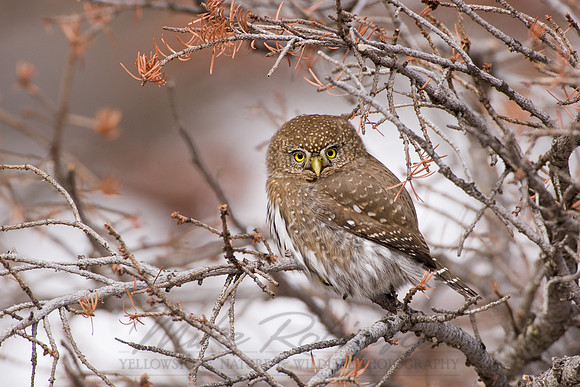Northern Pygmy-Owl 1750