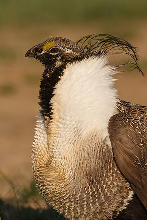 Greater Sage-Grouse 0705029274