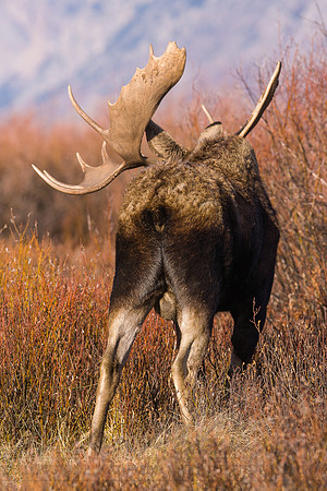 Moose 4336
