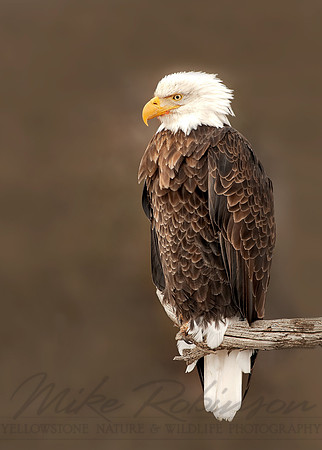 Bald Eagle 4904