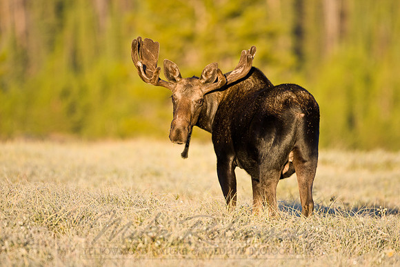 Moose 0022