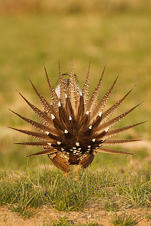 Greater Sage-Grouse 0705029100