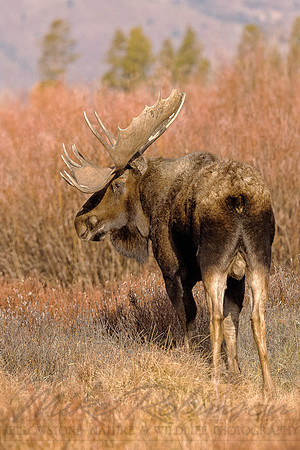Moose 4368