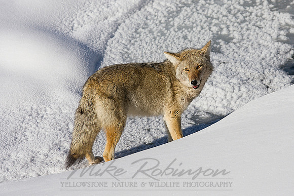 Coyote 4376