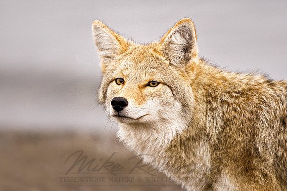 Coyote 1353