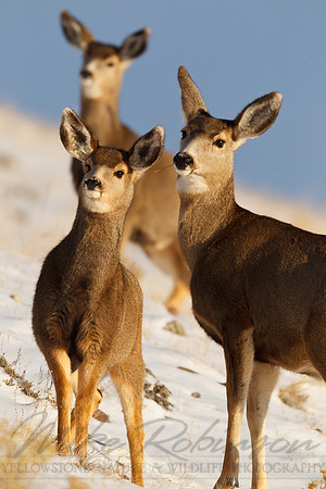 Mule Deer 111203-0373