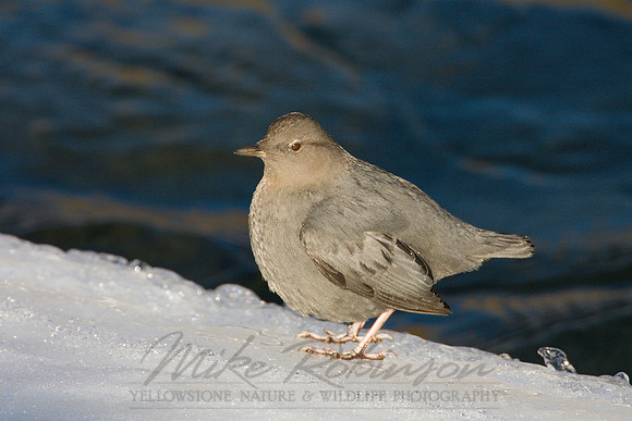 Dipper 3561