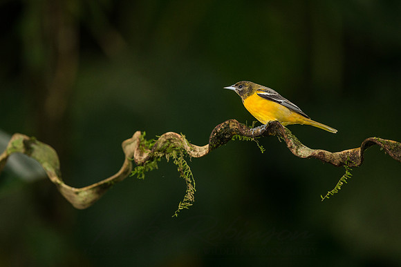 Baltimore Oriole 121202-5712