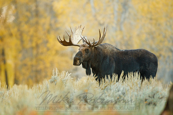 Moose 100928-2362