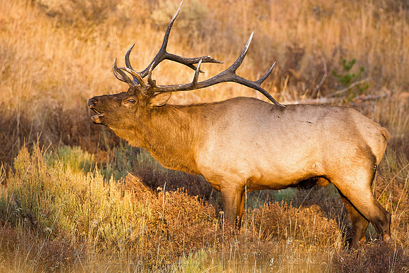 Elk 0797