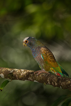 White-crowned Parrot 6633