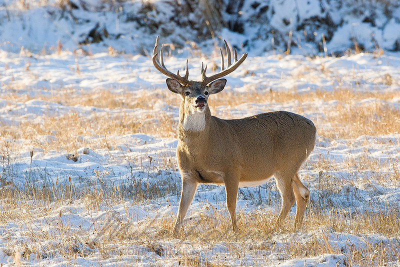 Yoder Images Mike Robinson Yellowstone Nature & Wildlife Photography | White-tail ...